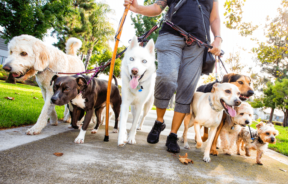 Many Dogs Playing